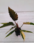 Philodendron serratum Caramel Marble