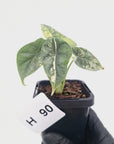 Alocasia Dragon Scale 'Marble' Variegata
