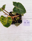 Philodendron billietiae Variegata