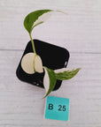 Monstera borsigiana 'Albo' - SALE