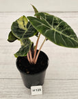 Alocasia Pink Dragon 'Variegata'