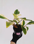 Homalomena Tropical Green Variegata -sale