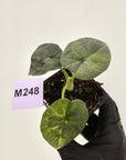 Alocasia melo 'Rhino Skin' Variegata - 70mm