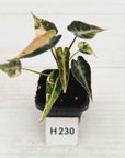 Alocasia Amazonica bambino Variegata