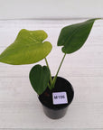 Monstera Deliciosa 'Mint' - SALE