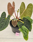 Anthurium Luxurians