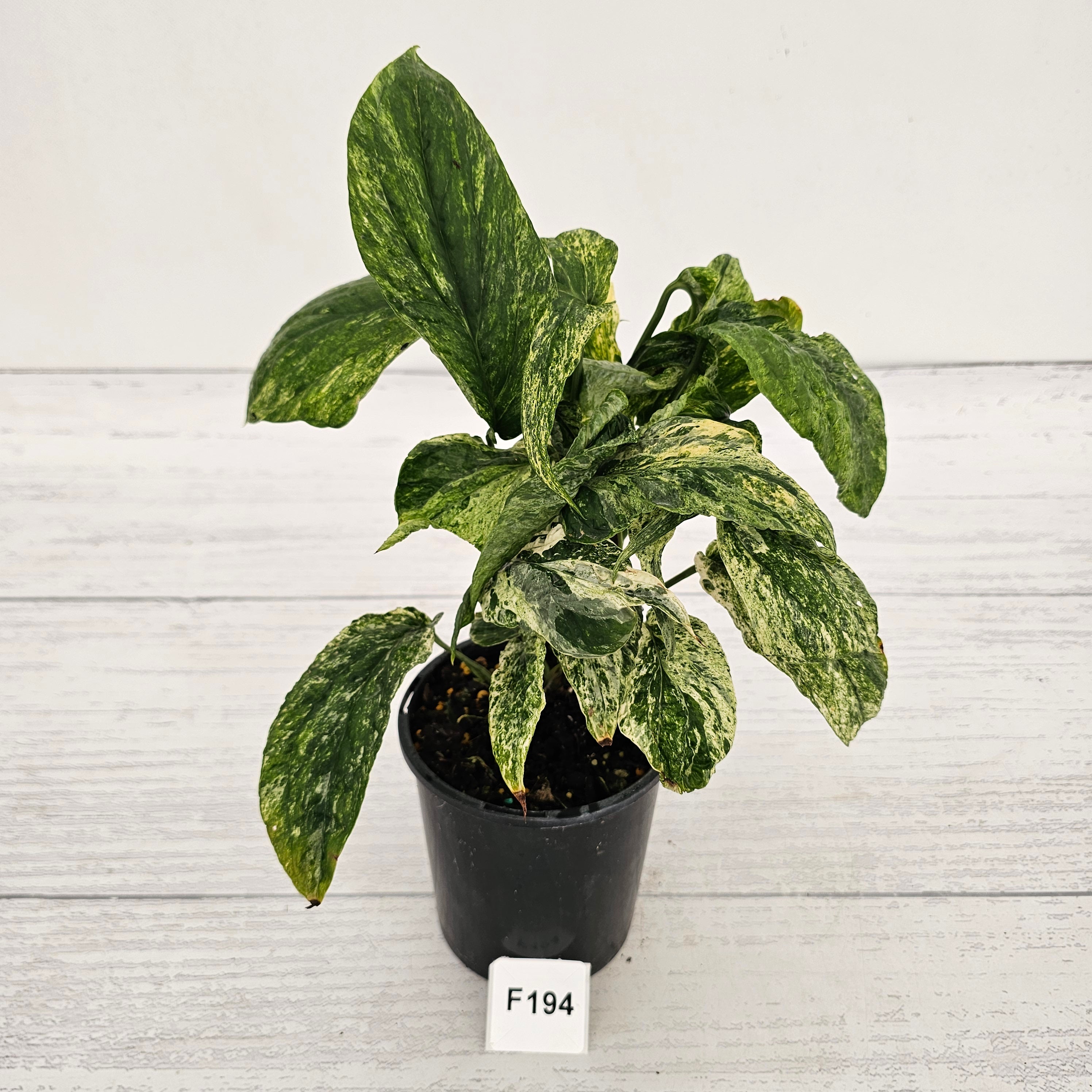 Amydrium medium Variegata