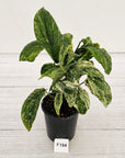 Amydrium medium Variegata