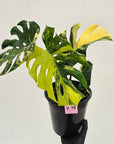 Monstera deliciosa Variegata