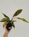 Philodendron serratum 'Caramel Marble'