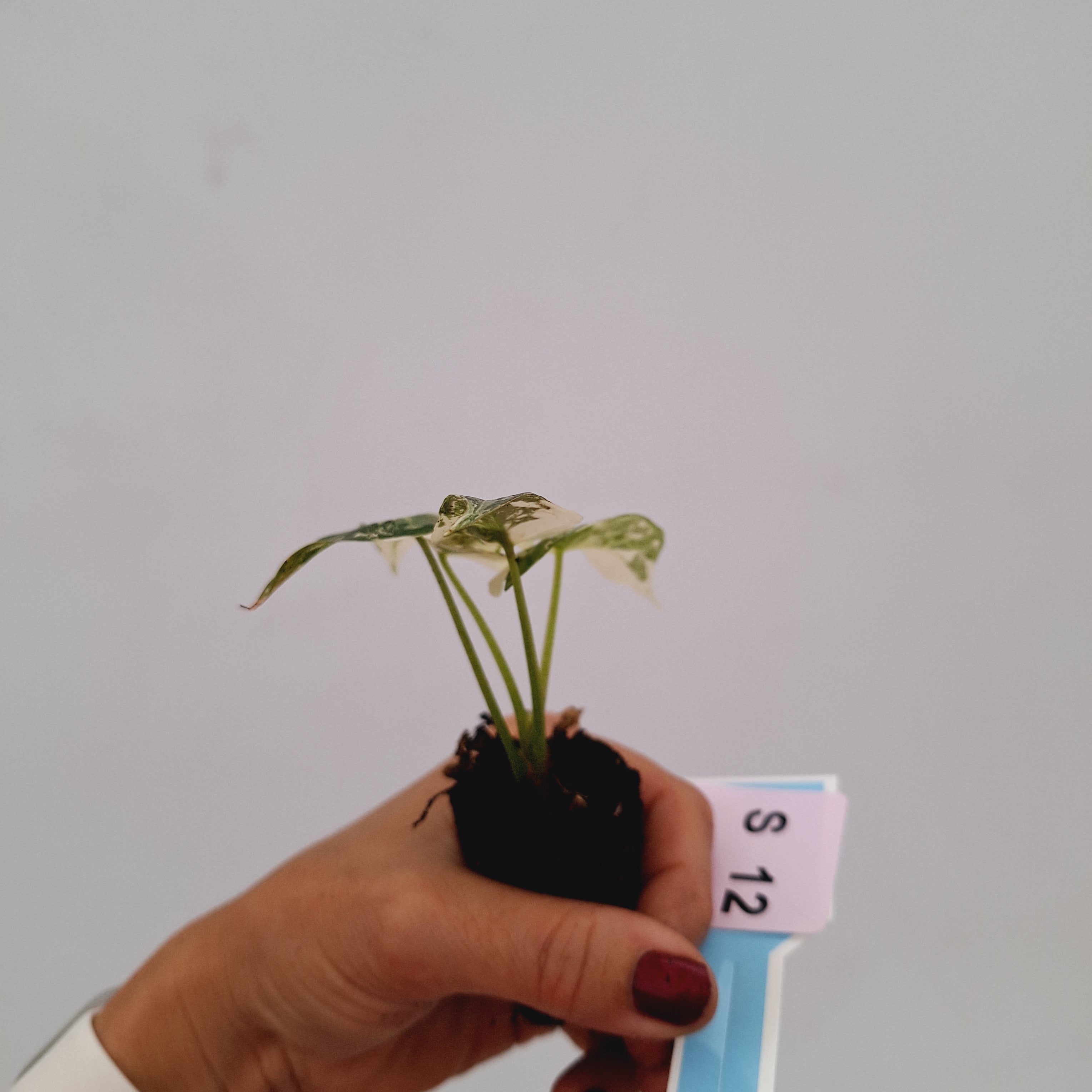 Alocasia 'Simpo' Albo Variegata- Bare Bottom Baby⁷