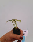Alocasia 'Simpo' Albo Variegata- Bare Bottom Baby⁷