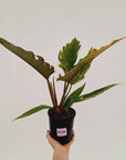 Philodendron serratum 'Caramel Marble'