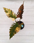 Philodendron serratum 'Caramel Marble' -flash sale