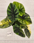 Alocasia sinuata Variegata