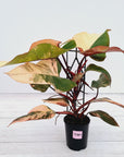Philodendron erubescens Strawberry Shake