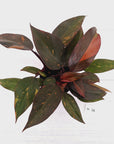 Philodendron 'Orange Princess' - FLASH SALE