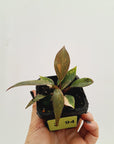 Philodendron 'Orange Princess'