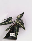 Alocasia Amazonica bambino Variegata - Bare Bottom Baby