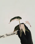 Alocasia Amazonica bambino Variegata - Bare Bottom Baby