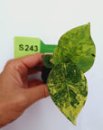 Alocasia sinuata 'Quilted Dream' Variegata - Bare Bottom Baby
