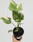Monstera deliciosa Thai Constellation Sports