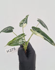 Alocasia Amazonica bambino Variegata - Bare Bottom Baby - SALE