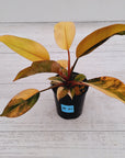 Philodendron 'Rojo Congo Variegated'