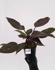Philodendron 'Orange Princess'
