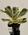 Ficus lyrata Variegata