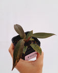 Philodendron 'Orange Princess'