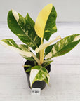 Philodendron imperial green variegata - SALE