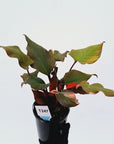 Homalomena rubescens Flaming Red Variegata