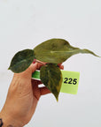 Alocasia Pink Dragon Variegata - Bare Bottom Baby