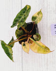 Philodendron billietiae Variegata