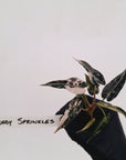 Alocasia Amazonica bambino Variegata - Bare Bottom Baby