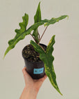 Alocasia sp. ‘Sabrina’ Aurea