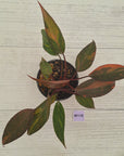 Philodendron 'Orange Princess' Sport