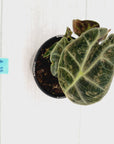 Alocasia Watsoniana white lightening variegata