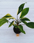 Homalomena Tropical Green Variegata