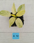 Homalomena sulcata ‘Cream Frost’ - SALE