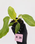 Philodendron giganteum Blizzard - SALE