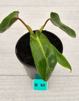 Philodendron spiritus-sancti