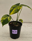 Monstera deliciosa Aurea 'Yellow Marilyn'