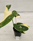 Monstera deliciosa Thai Constellation