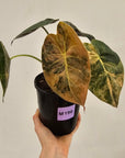 Alocasia ‘wentii’ Variegated - Sale