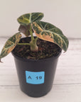 Alocasia reginula 'Black Velvet variegata'