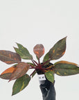 Philodendron 'Orange Princess' - FLASH SALE