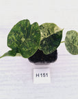 Alocasia baginda ‘Dragon Scale Mint'