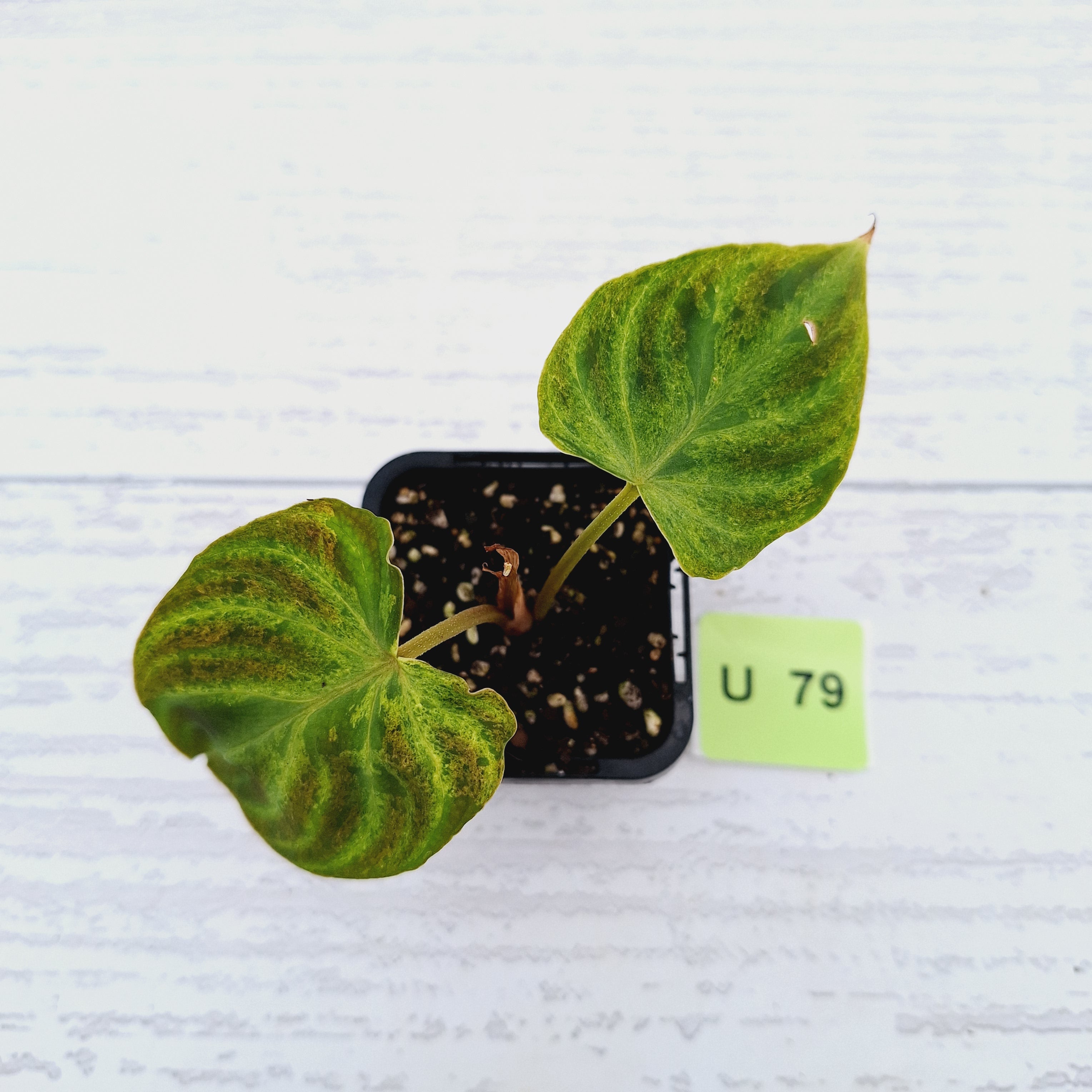 Philodendron verrucosum Variegata